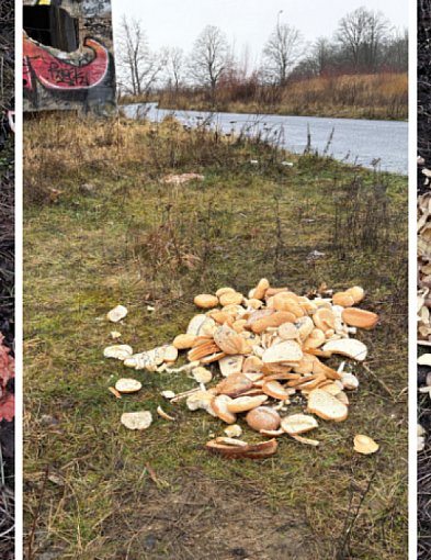 Czytelnik: Frytki, chleb i dziki. Tak zaczyna się ten problem-51688