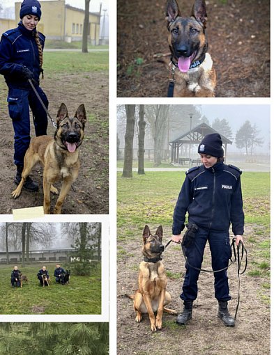 Nowy funkcjonariusz na czterech łapach trafi do Szczecinka-51796