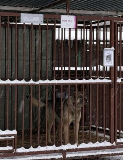 Inspekcja weszła do schroniska w Szczecinku. Co wykazała kontrola