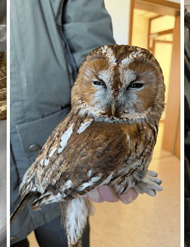 Znalezione przy drodze i skrajnie osłabione. Leśnicy uratowali ptaki