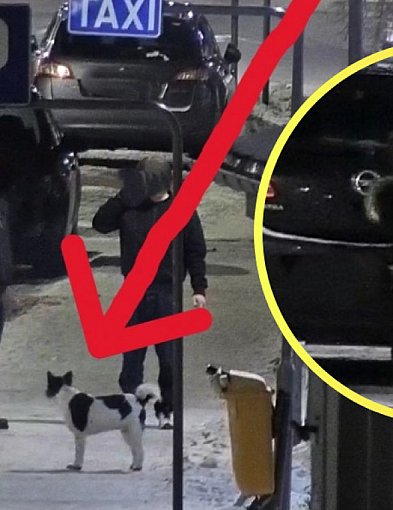 Kilka minut i po strachu. Pomógł miejski monitoring