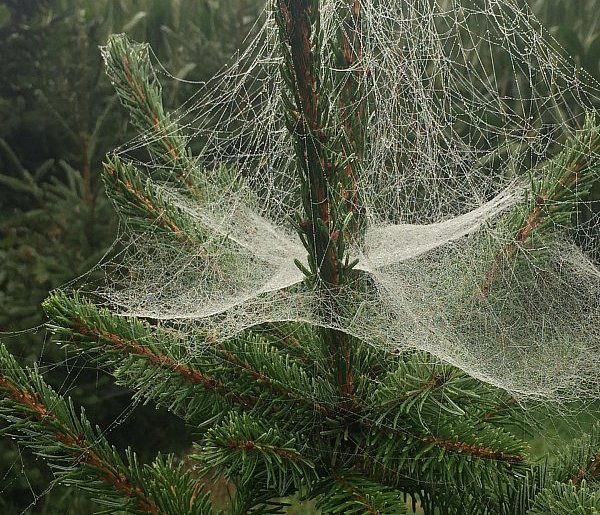 Kupujesz żywą choinkę na święta? Ten szczegół łatwo przeoczyć-51392