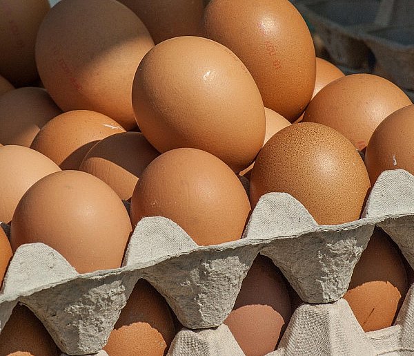 Salmonella wykryta w jajach! GIS wydał pilne ostrzeżenie-51488