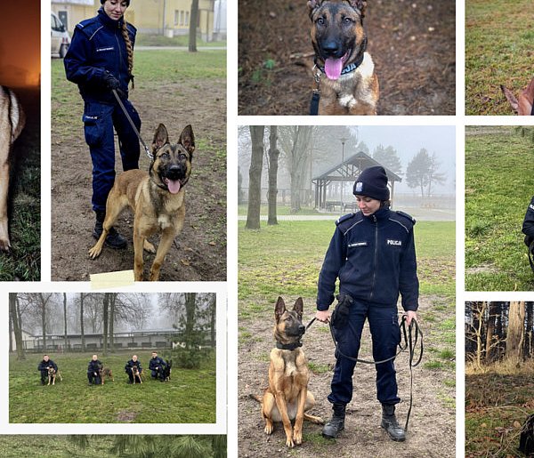 Nowy funkcjonariusz na czterech łapach trafi do Szczecinka-51796