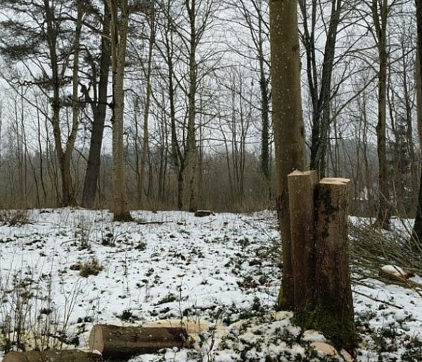 Piły porzucone, drzewa zniknęły. Miasto szuka sprawców nielegalnej wycinki-52108