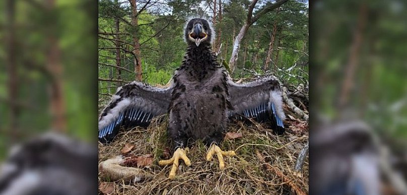 Pierwsze w historii! Młode bieliki zaobrączkowane w Nadleśnictwie Szczecinek