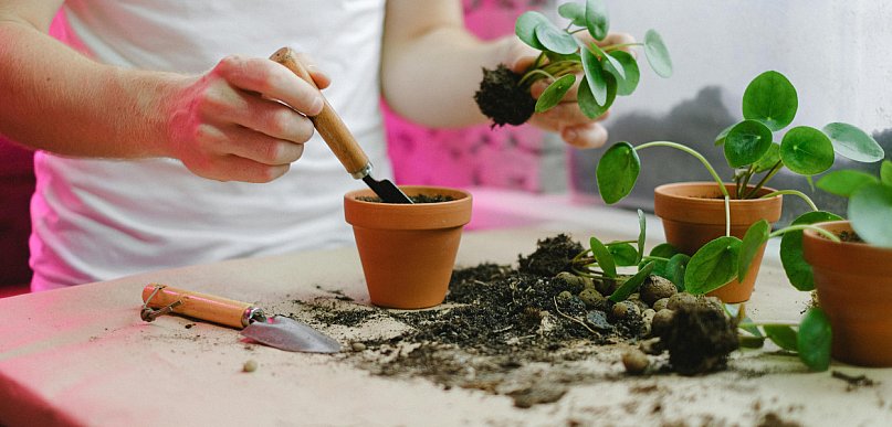 Aquatos 5L – skuteczna kontrola chwastów w warzywach, roślinach ozdobnych i szkółk