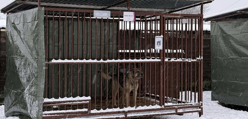 Inspekcja weszła do schroniska w Szczecinku. Co wykazała kontrola