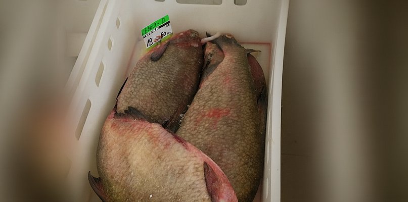 Kontrole sprzedaży ryb w Szczecinku. Nie ma nieprawidłowości - 51201