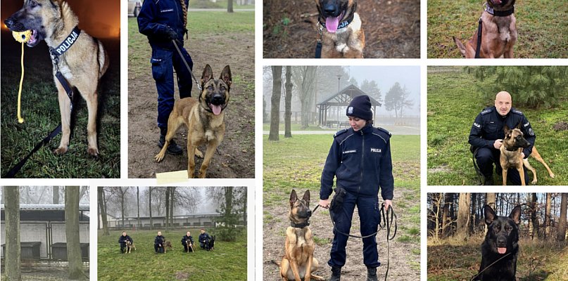 Nowy funkcjonariusz na czterech łapach trafi do Szczecinka - 51796