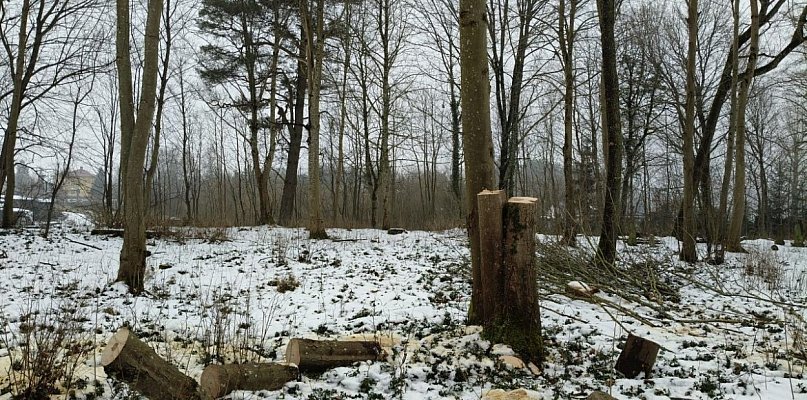 Piły porzucone, drzewa zniknęły. Miasto szuka sprawców nielegalnej wycinki - 52108