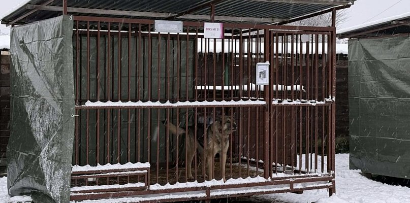 Inspekcja weszła do schroniska w Szczecinku. Co wykazała kontrola