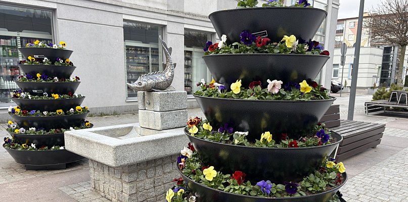 Coraz więcej kolorów w mieście. PGK ruszyło z nasadzeniami