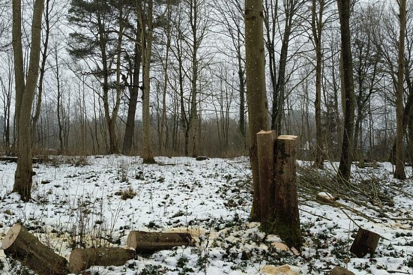 Nielegalna wycinka drzew w Trzesiece.