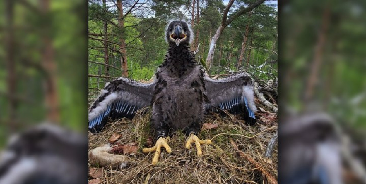 Pierwsze w historii! Młode bieliki zaobrączkowane w Nadleśnictwie Szczecinek