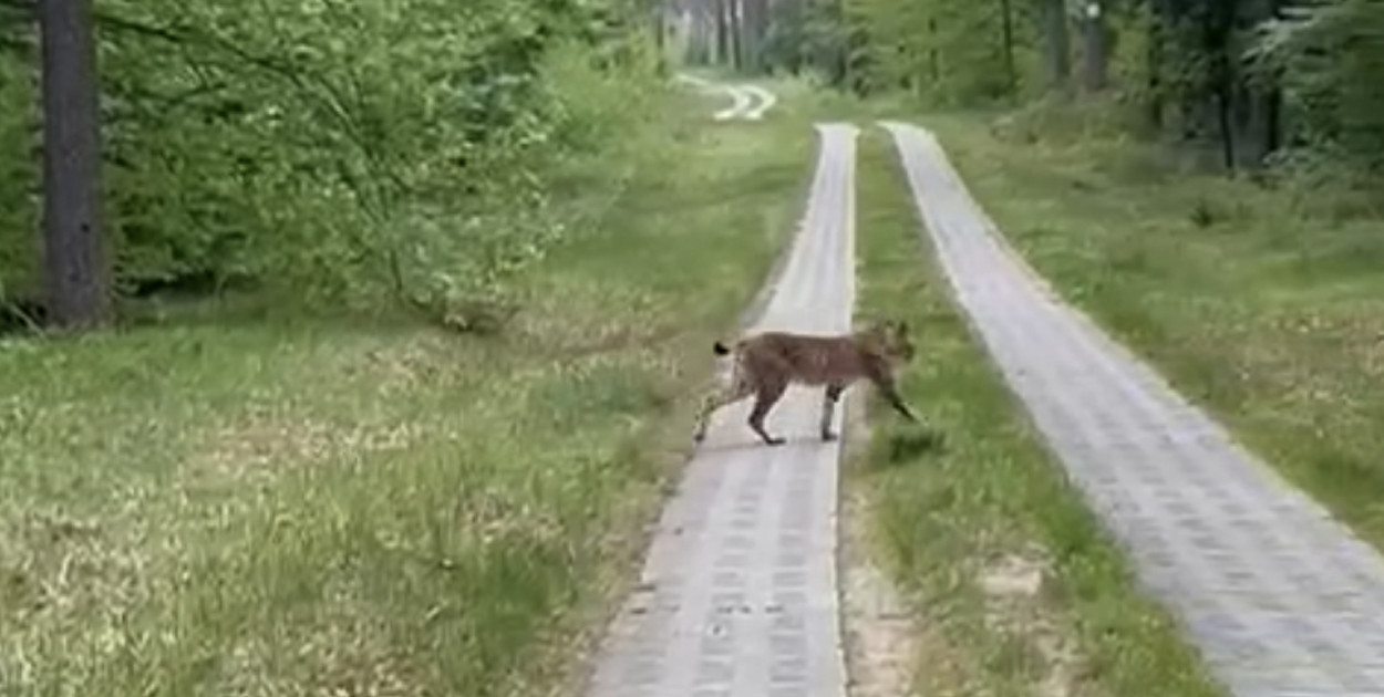 fot. Nadleśnictwo Czarnobór