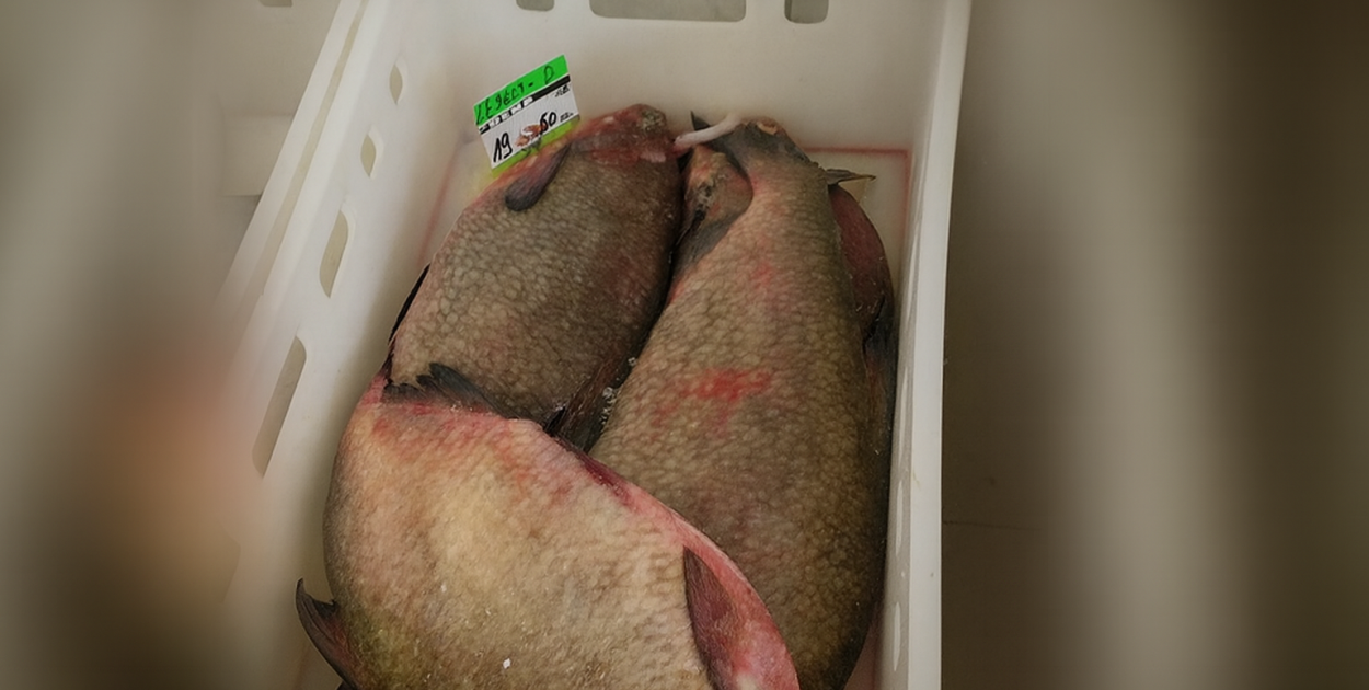 Komenda Powiatowa Społecznej Straży Rybackiej w Szczecinie