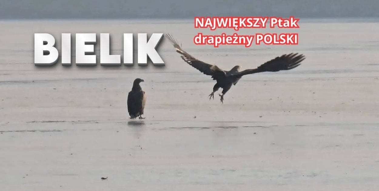 Para bielików pojawiła się na Trzesiecku. Rzadki widok [WIDEO]