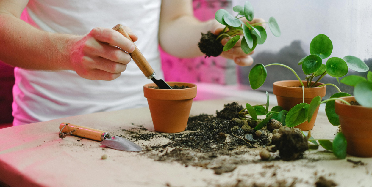 Aquatos 5L – skuteczna kontrola chwastów w warzywach, roślinach ozdobnych i szkółk