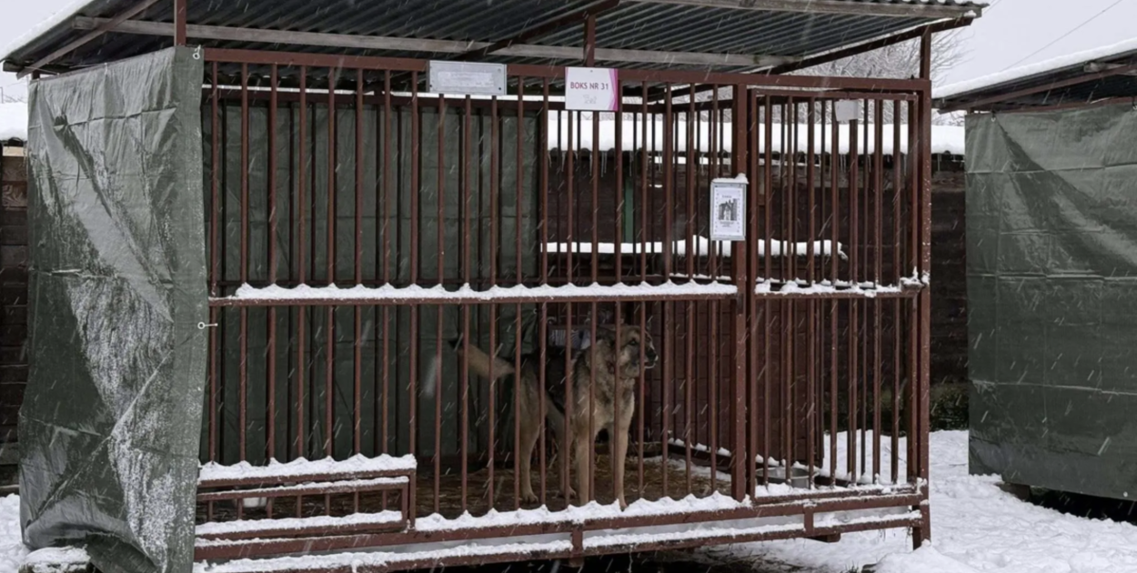 Inspekcja weszła do schroniska w Szczecinku. Co wykazała kontrola