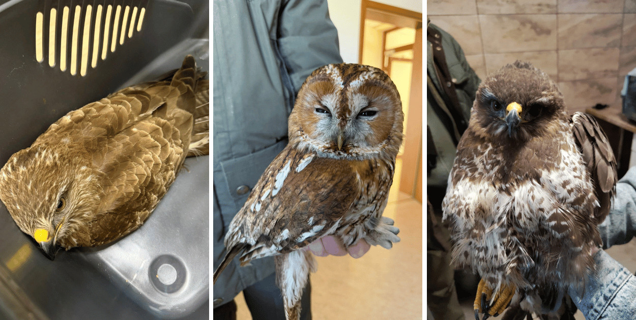 Znalezione przy drodze i skrajnie osłabione. Leśnicy uratowali ptaki