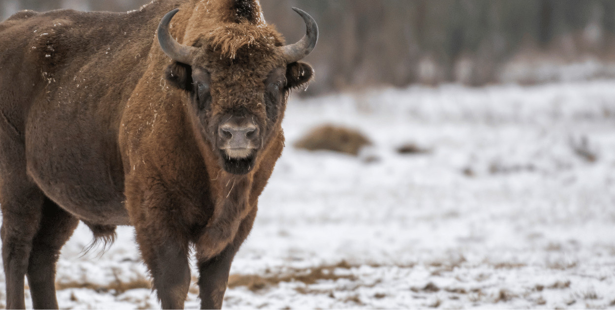 Żubr ściągnięty z lodu na jeziorze w okolicy Wałcza