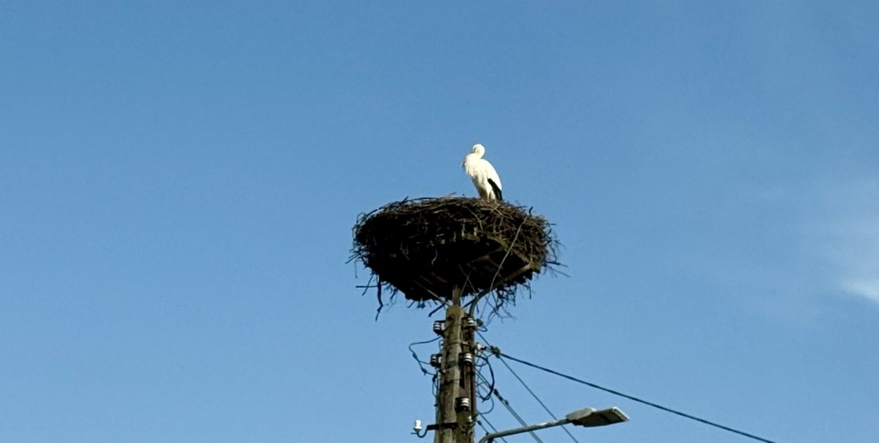 Pierwsze bociany już w regionie! Wiosna naprawdę wróciła